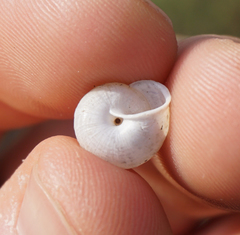 Praticolella berlandieriana