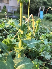 Sonchus asper