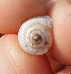 Praticolella berlandieriana