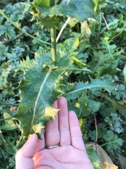 Sonchus asper