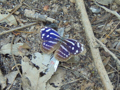 Myscelia cyaniris cyaniris