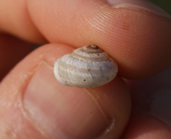 Praticolella berlandieriana