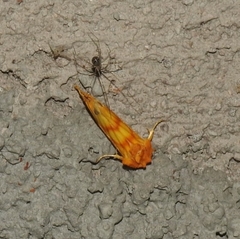 Eulithosia miaiphona