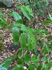 Olyra latifolia
