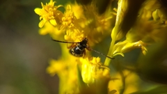 Typocerus sparsus