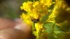 Typocerus sparsus