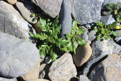 Senecio lautus