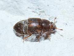 Colopterus maculatus