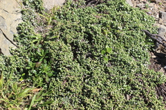 Pimelea carnosa