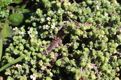 Pimelea carnosa