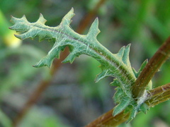 Senecio vulgaris