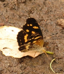 Anthanassa ptolyca ptolyca