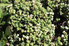 Pimelea carnosa