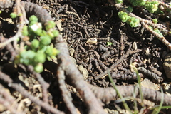 Pimelea carnosa