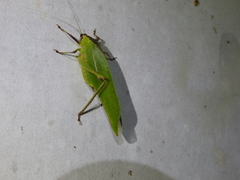 Ephippitytha kuranda