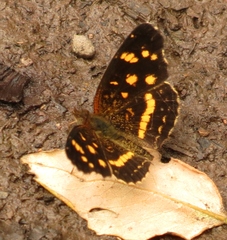 Anthanassa ptolyca ptolyca