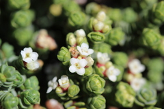 Pimelea carnosa