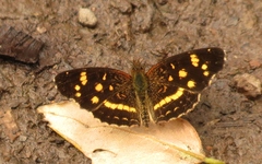 Anthanassa ptolyca ptolyca