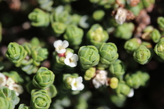 Pimelea carnosa
