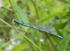 Coenagrion lanceolatum