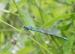 Coenagrion lanceolatum