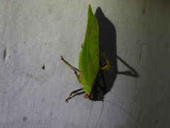 Ephippitytha kuranda