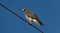Buteo swainsoni