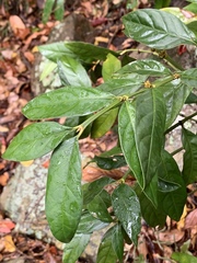 Mitriostigma axillare