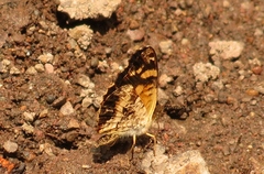 Anthanassa ptolyca ptolyca