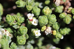Pimelea carnosa