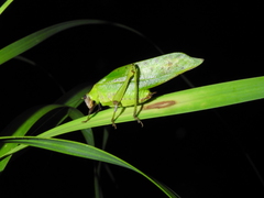 Ephippitytha kuranda