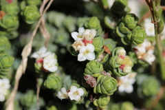 Pimelea carnosa