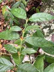 Mitriostigma axillare