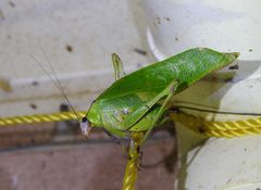 Ephippitytha kuranda