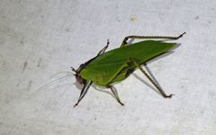 Ephippitytha kuranda