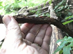 Vaccinium erythrocarpum