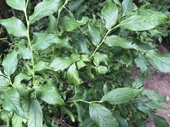 Vaccinium erythrocarpum