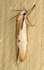 Pilostibes basivitta