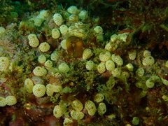 Didemnum carnulentum