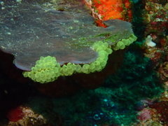 Perophora modificata