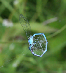 Coenagrion lanceolatum