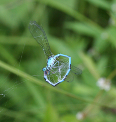 Coenagrion lanceolatum
