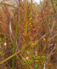 Cassytha glabella dispar