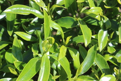 Myoporum aff insulare × laetum