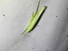 Euconocephalus broughtoni