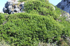 Myoporum aff insulare × laetum