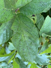 Rhamnus alnifolia