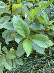 Rhamnus alnifolia