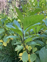 Rhamnus alnifolia