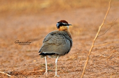 Cursorius coromandelicus